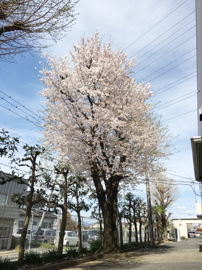 豊島製作所の桜